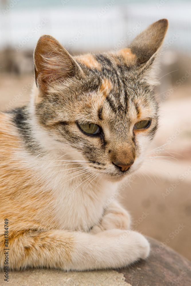 street cat lying on a rock in cloudy weather close up view