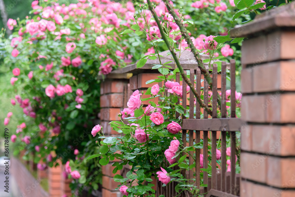 Fototapeta premium rose bush flowers during blossoming after rain