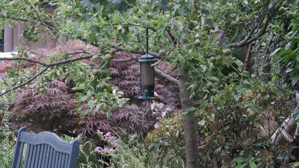 Wide Shot Of Alert Wild Juvenile Male Sparrowhawk Bird Of Prey Perched In Apple Tree In Urban Garden By Bird Feeder Wide Shot Of Alert Wild Juvenile Male Sparrowhawk Bird Of Prey Perched In Apple Tree In Urban Garden By Bird Feeder