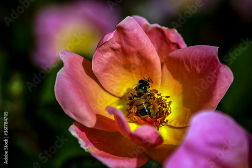 Honey bee on a pink flower.