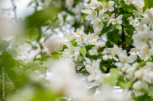 Nice spring time apple tree branch with white flowers blossom macro