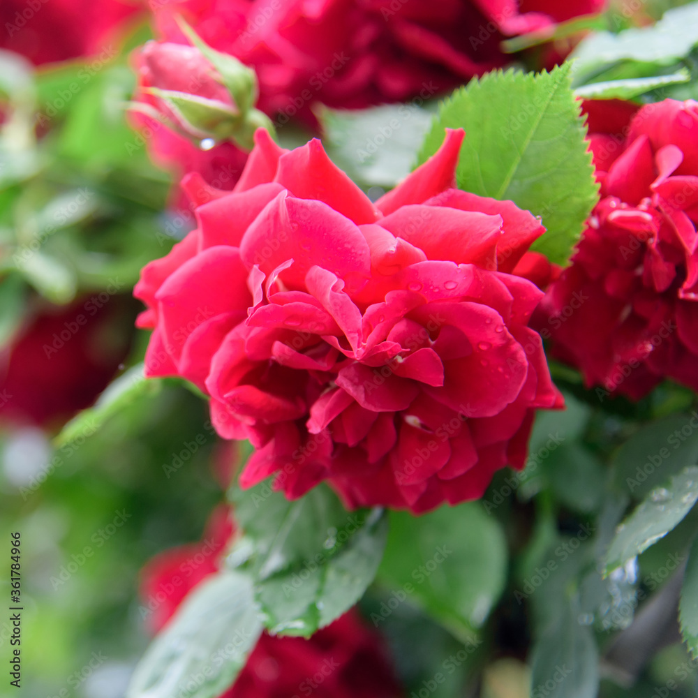 rose bush flowers during blossoming after rain rose bush flowers during blossoming after rain