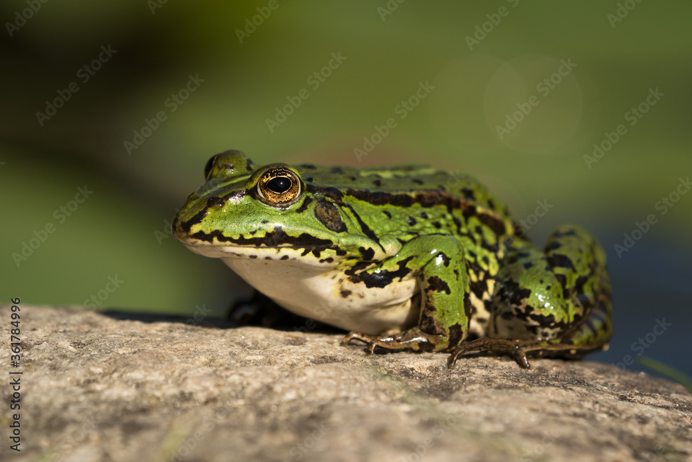 Green european frog sitting on a stone surface looking to the left Green european frog sitting on a stone surface looking to the left
