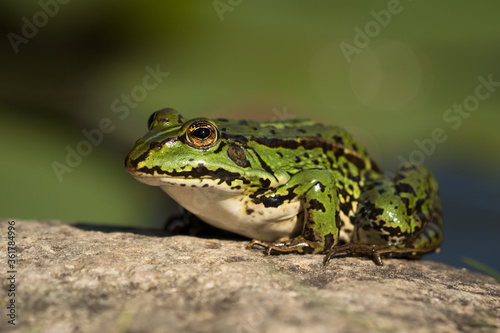 Green european frog sitting on a stone surface looking to the left