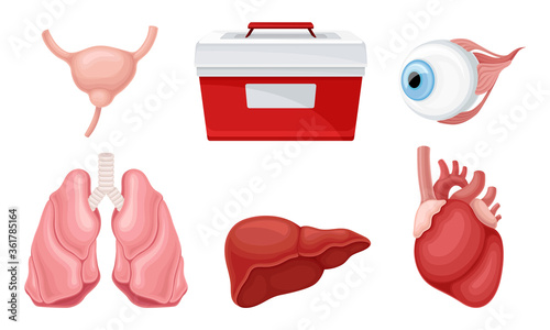 Donor Organs with Liver and Lungs for Transplantation Vector Set