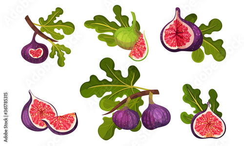Fig Fruit Whole and Cut with Thin Skin and Many Small Seeds Inside Vector Set