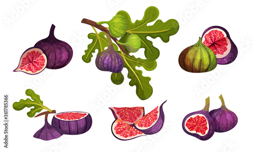 Fig Fruit Whole and Cut with Thin Skin and Many Small Seeds Inside Vector Set