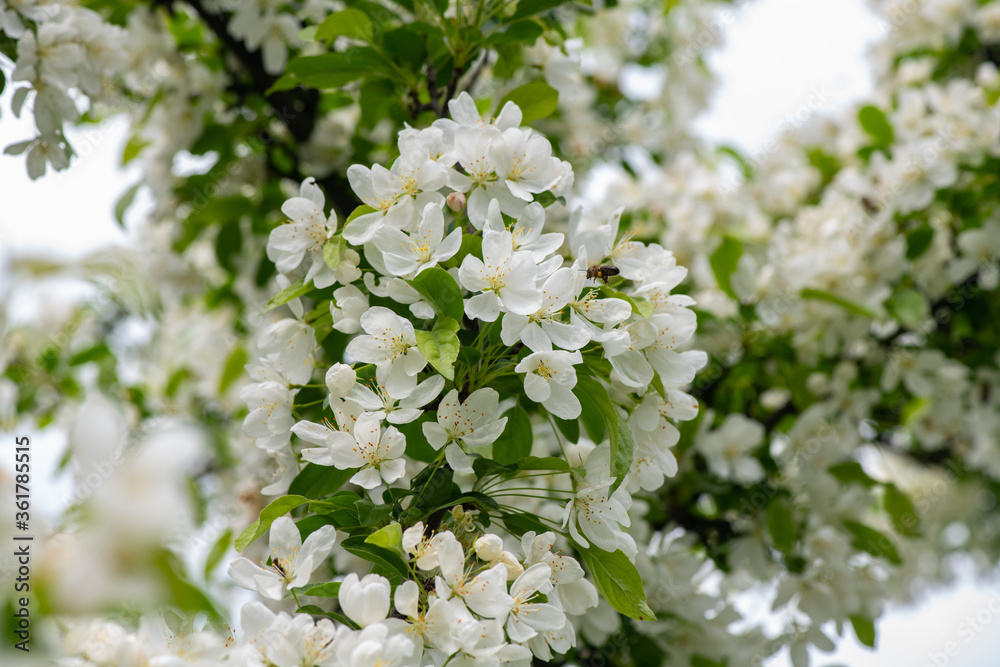 Nice spring time apple tree branch with white flowers blossom macro Nice spring time apple tree branch with white flowers blossom macro