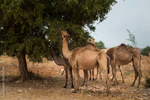 camels eat the fruit of the argan tree  Morocco  Agadir