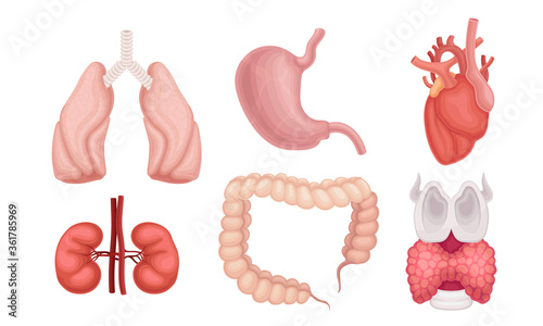 Donor Organs with Lungs and Cardiac Muscle for Transplantation Vector Set