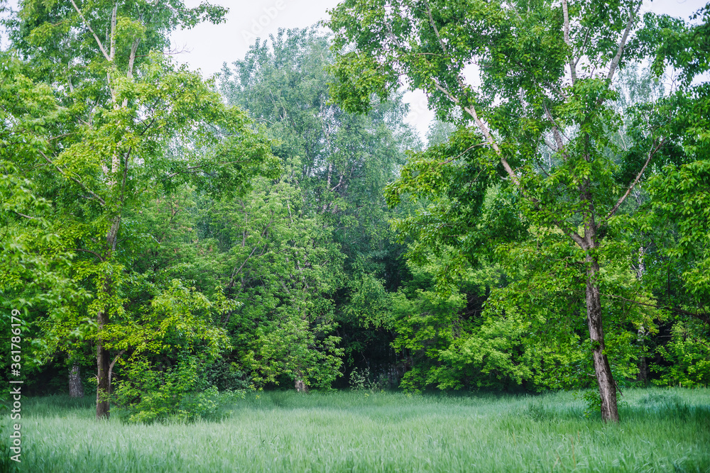Φωτογραφία Scenic vivid green forest landscape