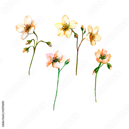 Watercolor set of Saxifraga flowers. Garden flower. Objects are isolated on a white background.