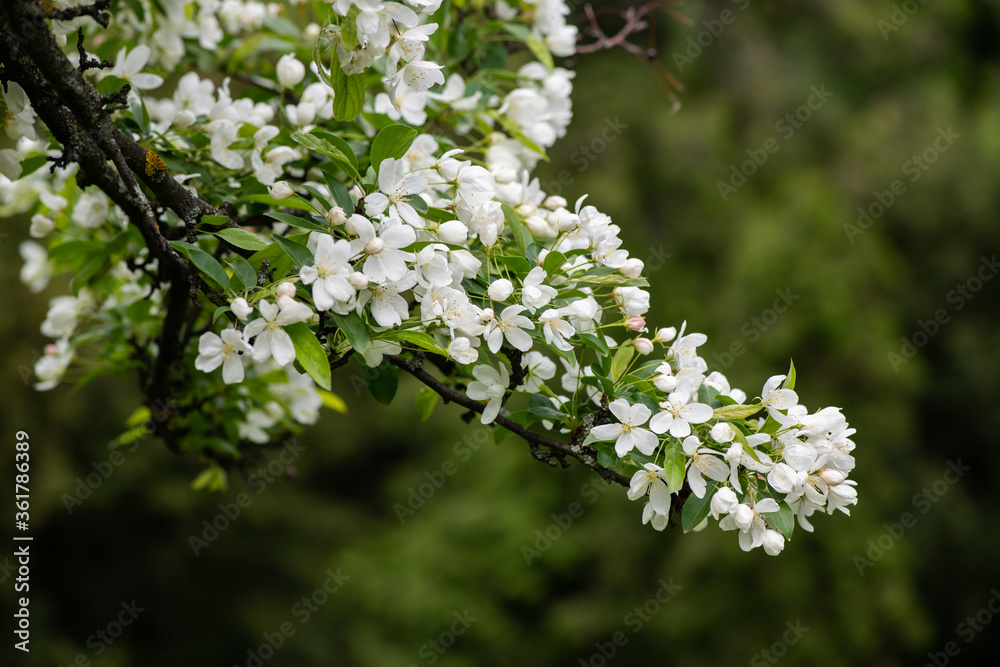 Nice spring time apple tree branch with white flowers blossom macro Nice spring time apple tree branch with white flowers blossom macro