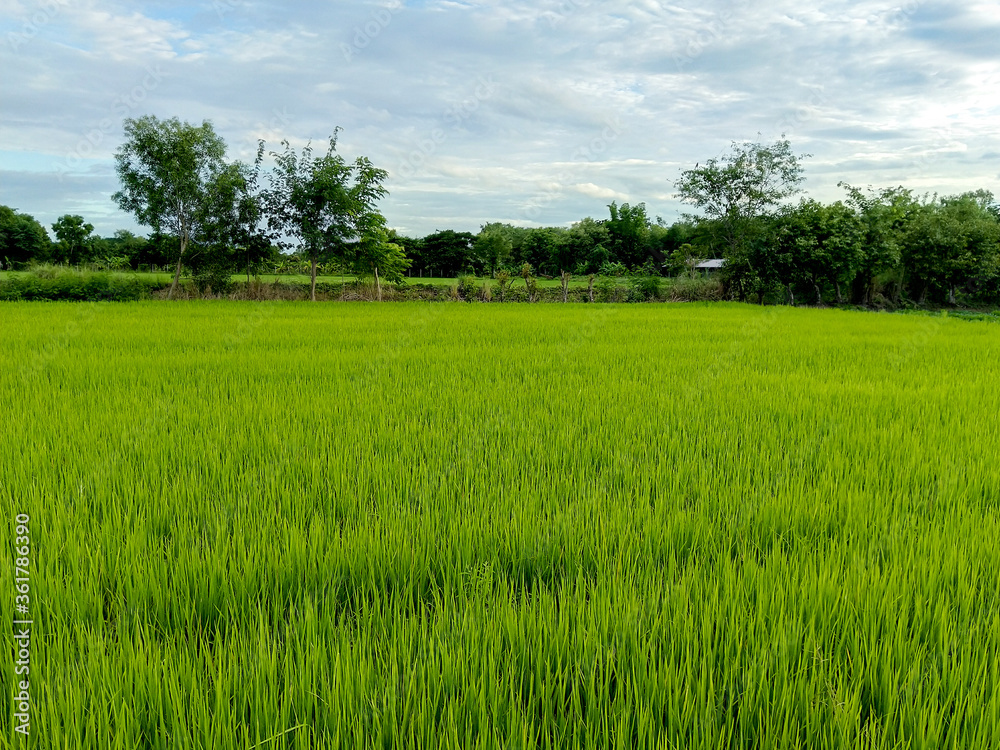 Young rice field in Thailand.