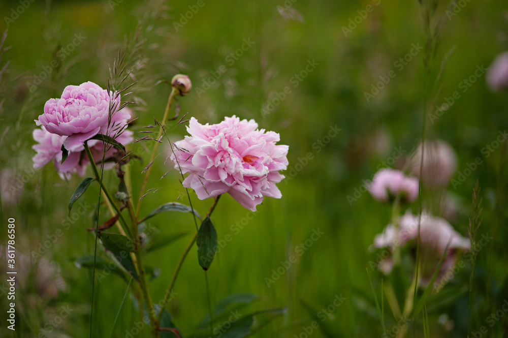 Fototapeta premium Peonies in Field Close Up
