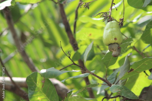 CASHEW