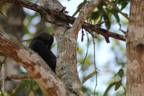 crow on the tree