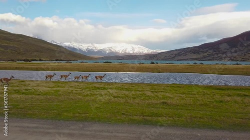 Wild llamas in patagonia. Wild llamas on a background of mountains photo