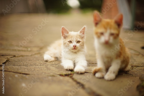 Two cute kittens resting in a summer garden