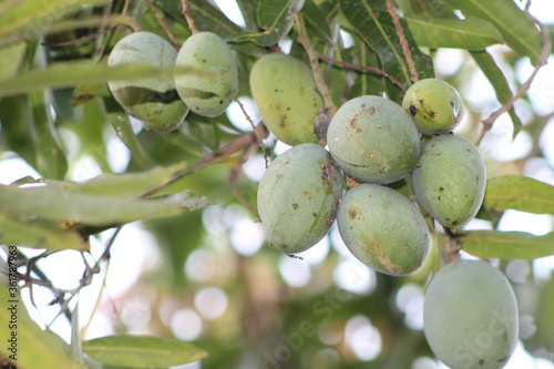 MANGO FRUIT ON A TREE