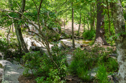 trees and rocks near a stream in the forest