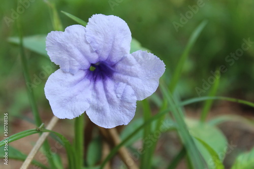 BEAUTIFUL FLOWER