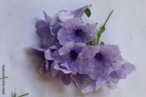 BEAUTIFUL FLOWER