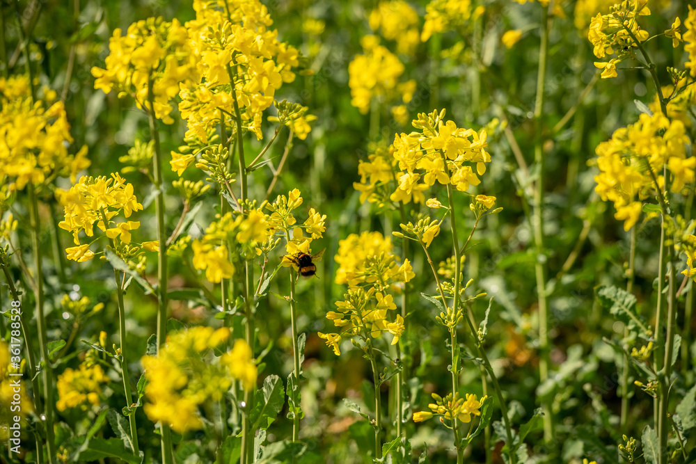 Flying buzzing bumblebee in a blooming yellow rape field