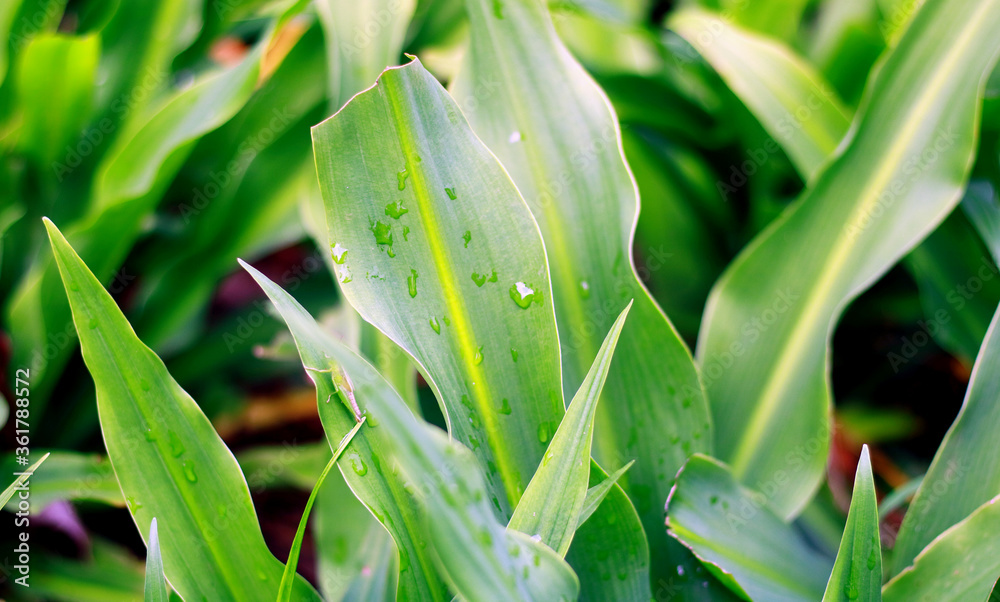 Obraz premium Lily or Lilium plant in the garden.