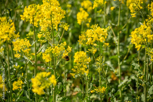 Flying buzzing bumblebee in a blooming yellow rape field © Hanna