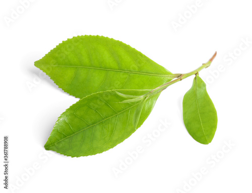 Green leaves of tea plant isolated on white