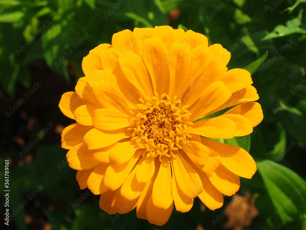zinnia flower close up zinnia flower close up