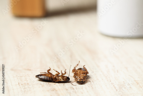 Dead brown cockroaches on white wooden background, space for text. Pest control