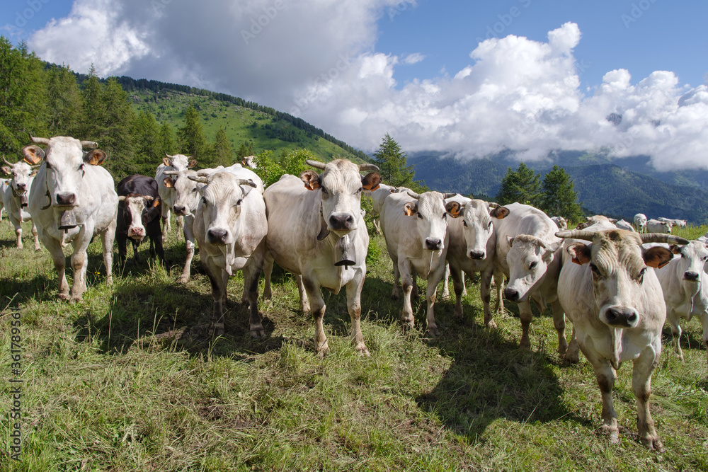 Cows on Alpine meadow