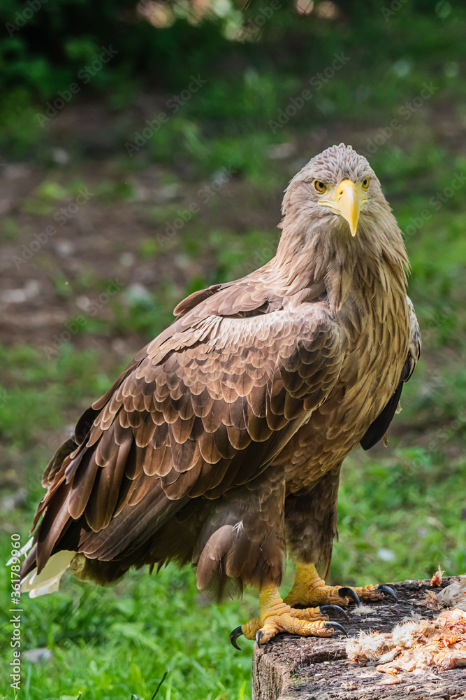 Detailed view of a white tailed eagle head, a typical Eurasian eagle Detailed view of a white tailed eagle head, a typical Eurasian eagle