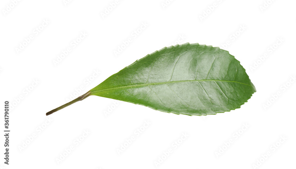 Fototapeta premium Green leaf of tea plant isolated on white