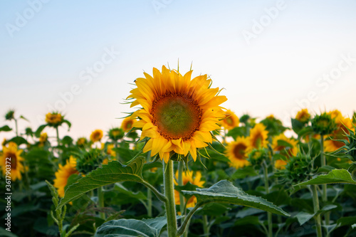 field of sunflowers