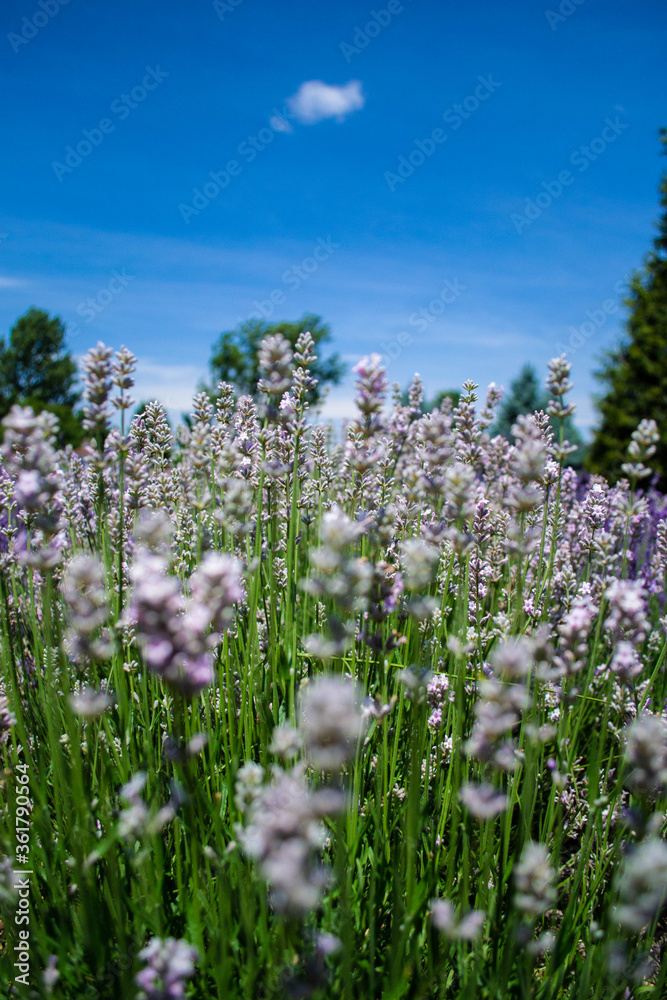 Obraz premium Lavender Farm in Harrisonburg