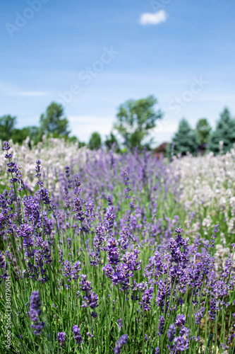 Lavender Farm in Harrisonburg
