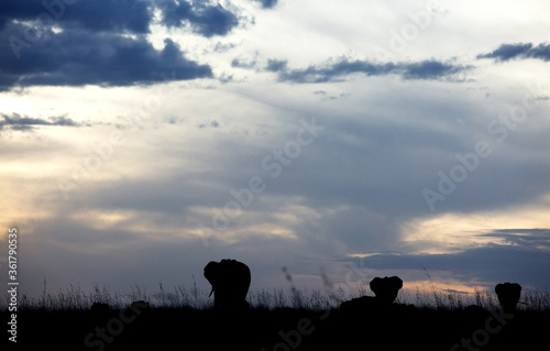 African elephants at dusk, Masai Mara