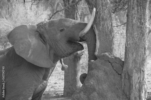 Elephant rubbing his tasks at aaElephant rubbing his tasks at a tree in Lower Zambesi Nationalpark  tree in Lower Zambesi Nationalpark | Ein Elefant reibt seine Stosszähne an einem Baum. photo