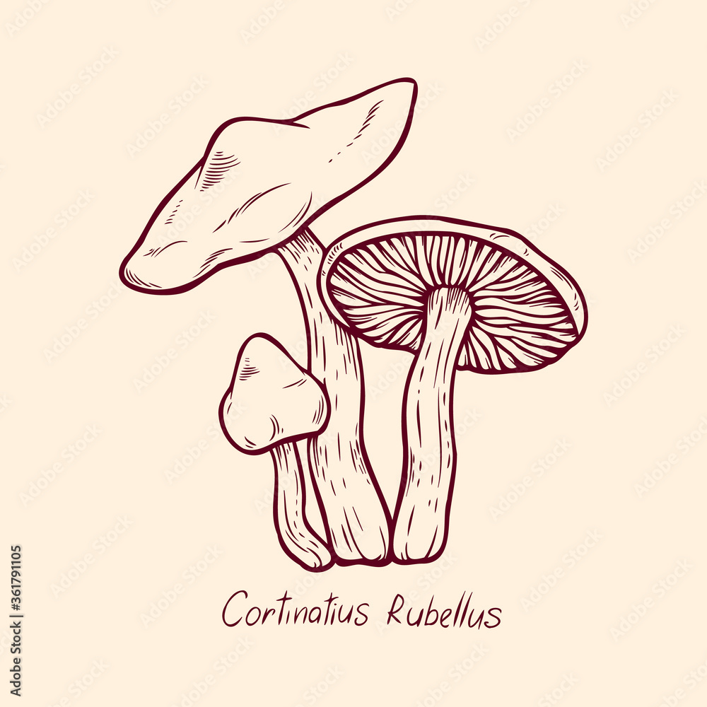 Obraz premium Forest poisonous mushroom Cortinatius Rubellus edible and non-edible boletus in retro sketch. Element isolated on white