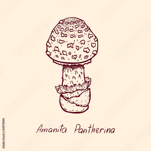 Forest poisonous mushroom Amanita Pantherina edible and non-edible boletus in retro sketch. Element isolated on white