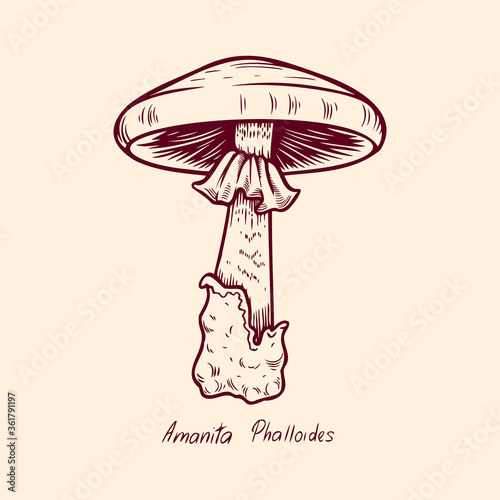 Forest poisonous mushroom Amanita Phalloides edible and non-edible boletus in retro sketch. Element isolated on white