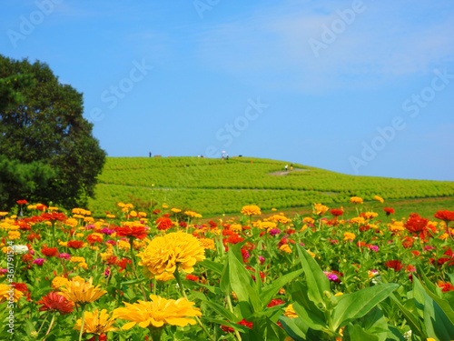 Zinnia flower field © oasisoasis