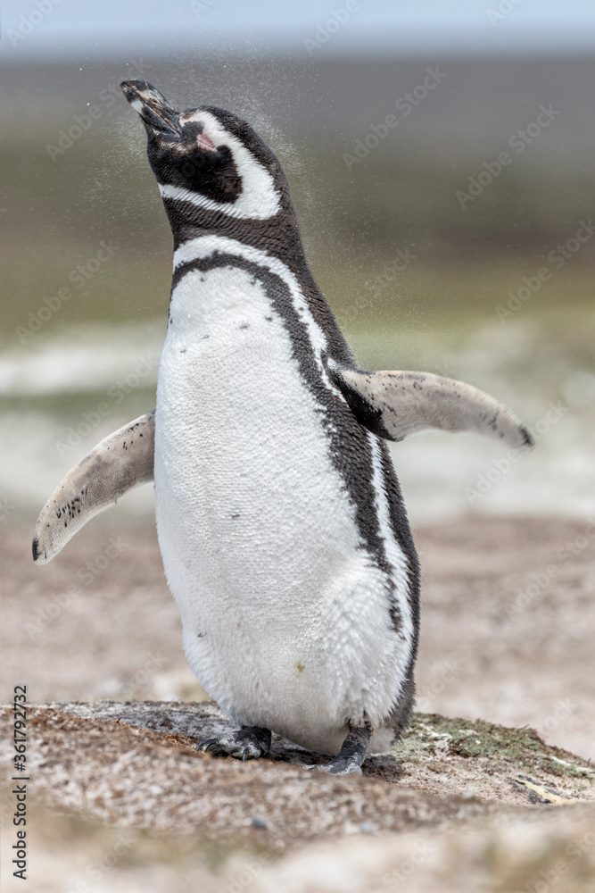 Naklejka premium Magellanic Penguin shake down