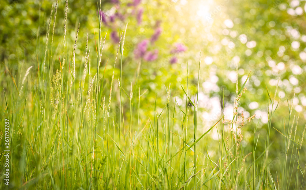 Spring and nature background concept, high grass with blurred park and sunlight