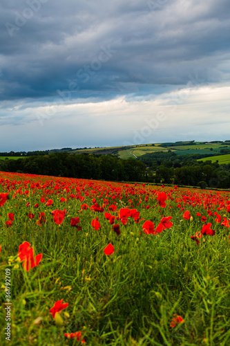 Poppies near Dorchester in June