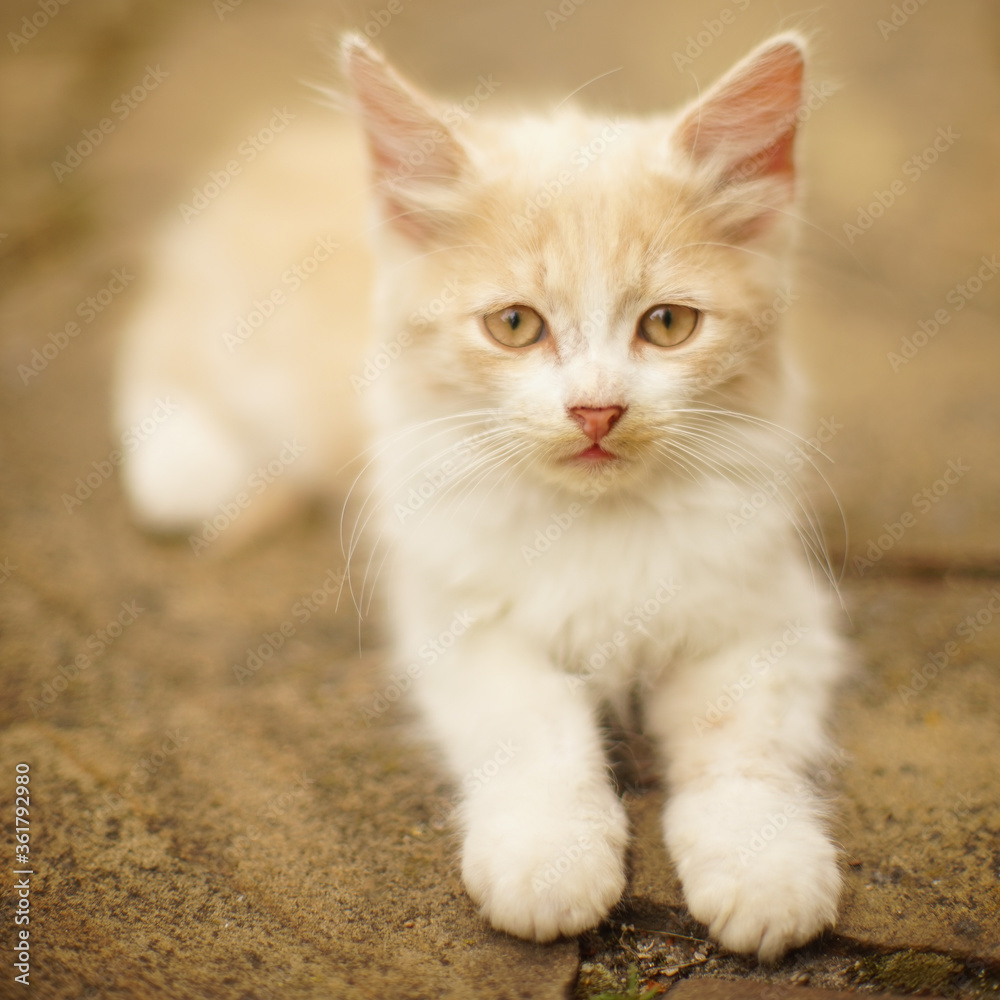 Portrait of a beautiful beige fluffy kitten resting outdoors. Portrait of a beautiful beige fluffy kitten resting outdoors.