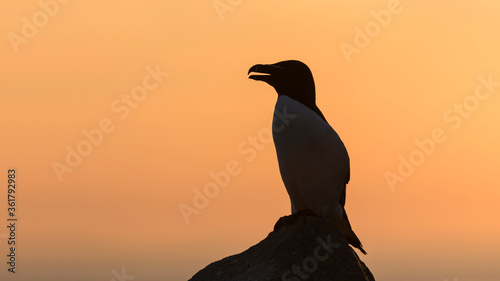 Razorbill silhouette at sunset